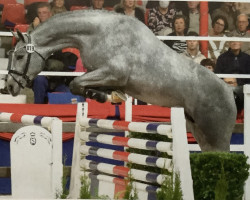 stallion Corsini (Oldenburg show jumper, 2019, from Cornet Obolensky)