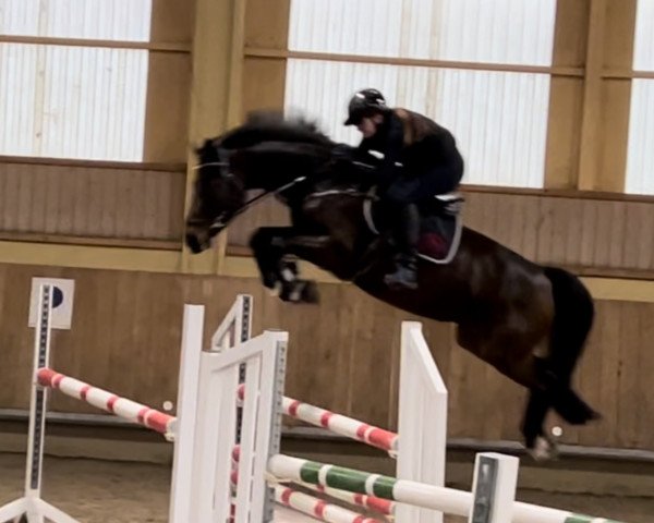 Springpferd Dakara 8 (Deutsches Sportpferd, 2019, von Diego de Semilly)