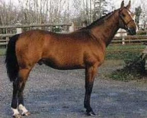 jumper Grain de Soleil (Selle Français, 1994, from Jalisco B)