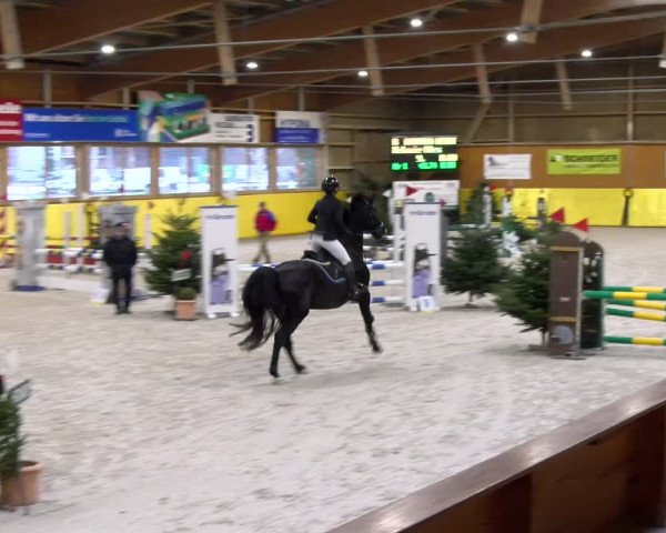 Reitturnier Dielsdorf 2024