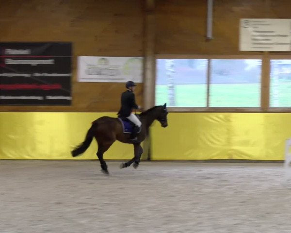 Reitturnier Dielsdorf 2024