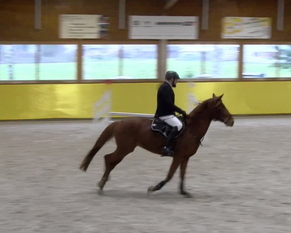 Reitturnier Dielsdorf 2024