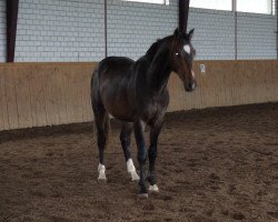 stallion Corde Dacora (Oldenburg, 2011, from Carrico)