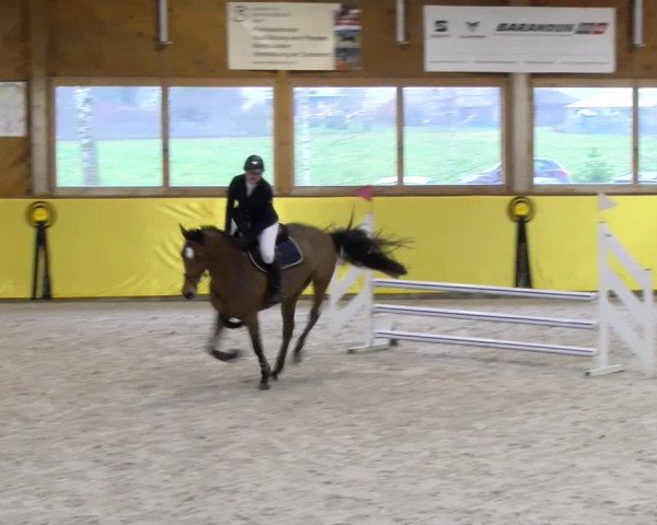Reitturnier Dielsdorf 2024