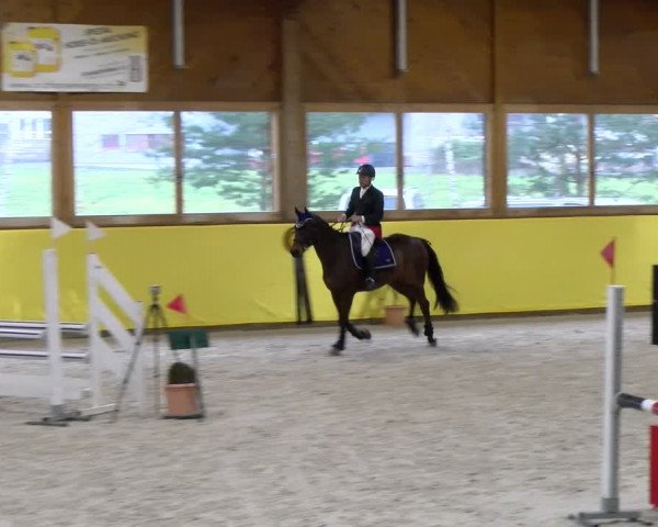 Reitturnier Dielsdorf 2024