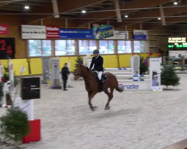 Reitturnier Dielsdorf 2024