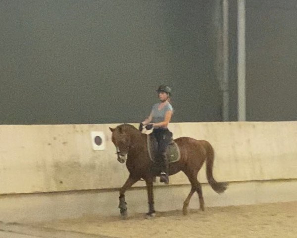dressage horse Rosenstolz 86 (German Riding Pony, 2006, from Oosteinds Ricky)