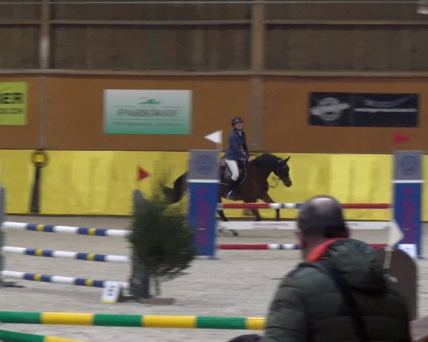 Reitturnier Dielsdorf 2024