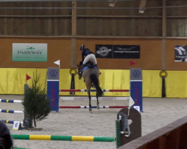 Reitturnier Dielsdorf 2024