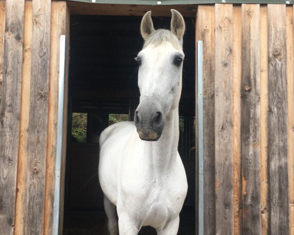 dressage horse Hypofago (Pura Raza Espanola (PRE), 2008, from Belicoso II)