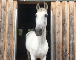 dressage horse Hypofago (Pura Raza Espanola (PRE), 2008, from Belicoso II)