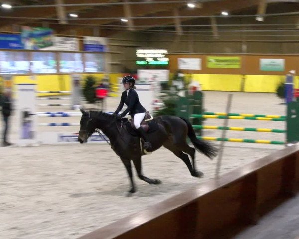 Reitturnier Dielsdorf 2024