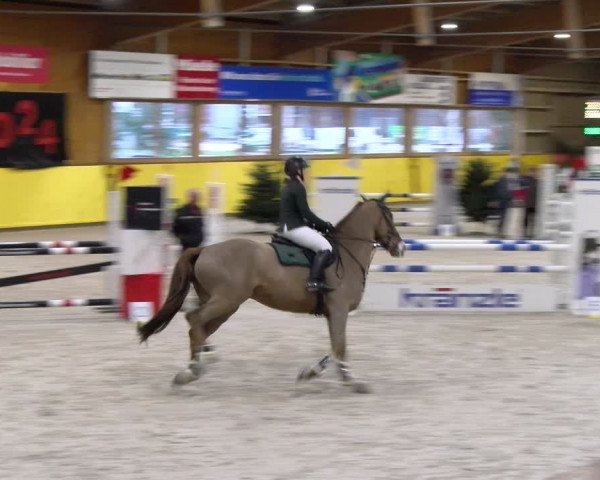 Reitturnier Dielsdorf 2024