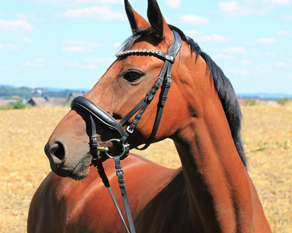 Pferd Königsfee 3 (Deutsches Sportpferd, 2014, von Kaiserwind)