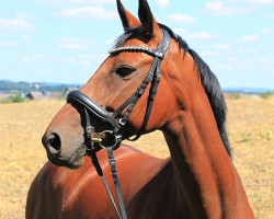 Pferd Königsfee 3 (Deutsches Sportpferd, 2014, von Kaiserwind)