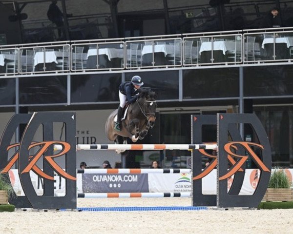 Springpferd Fetoucha (KWPN (Niederländisches Warmblut), 2010, von Zacharov Tn)