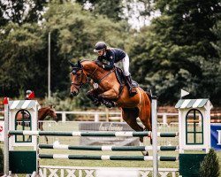 jumper CB Cornado's Quality (Hanoverian, 2018, from Cornado NRW)