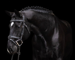 jumper Diarado du Rouet (Hanoverian, 2015, from Diarado)