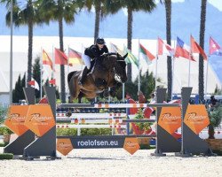 jumper Nathan van het Lindehof (Belgian Warmblood, 2013, from Kannan)