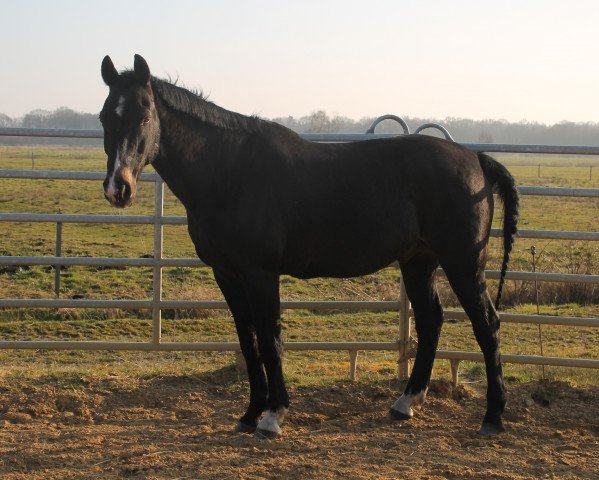 dressage horse Glorian 2 (Oldenburg, 1992, from Glorieux)