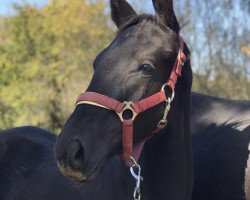 horse Touché HS (German Sport Horse, 2019, from Totilas)
