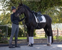 dressage horse Vom Brillanten G (German Riding Pony, 2012, from Valido's Boy)