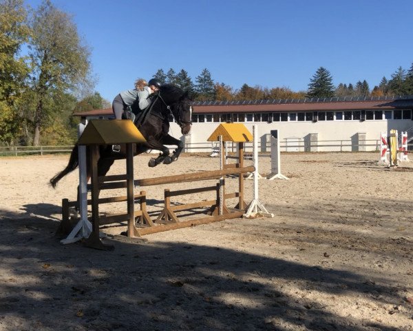 horse Immenklints Skyfall (Bavarian, 2013, from Sandro's Bube) horse Immenklints Skyfall (Bavarian, 2013, from Sandro's Bube)