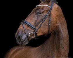 Cavallo da Dressage Rico Springs (Cavallo Sportivo Tedesco, 2018, di Rock Springs)