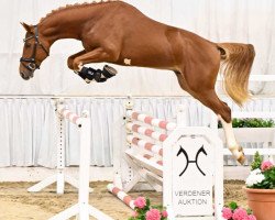 stallion Hengst von Casalinos / Stolzenberg (Hanoverian, 2021, from Casalinos)