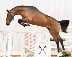 stallion Take Care 5 (Hanoverian, 2021, from Taloubet Z)