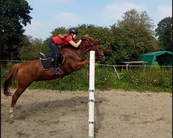 dressage horse Ahornhofs Zarko (New Forest Pony, 2012, from Kantje's Zappa)