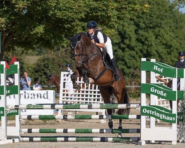 jumper Okitt 4 (KWPN (Royal Dutch Sporthorse), 2019, from Kitt SB)