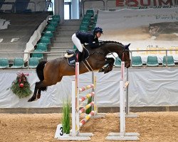 jumper Quite Star 3 (German Sport Horse, 2018, from Quite Carenzo)