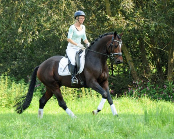 horse Valdivio (Trakehner, 2020, from High Motion 2)