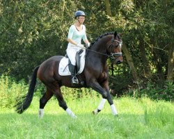 horse Valdivio (Trakehner, 2020, from High Motion 2)