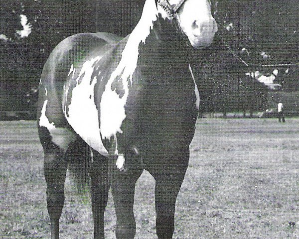 Stallion Bar Eagle (Paint Horse, 1968, from Mister J Bar)