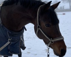 dressage horse Hawkins 4 (German Riding Pony, 2013, from Harvey)