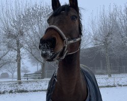 dressage horse Hawkins 4 (German Riding Pony, 2013, from Harvey)