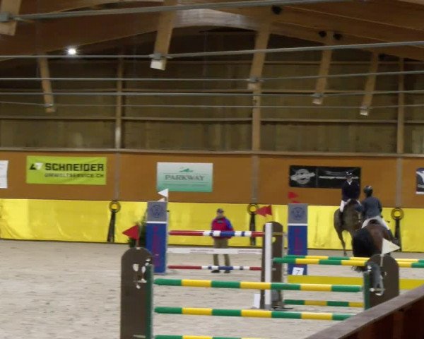 Reitturnier Dielsdorf 2024