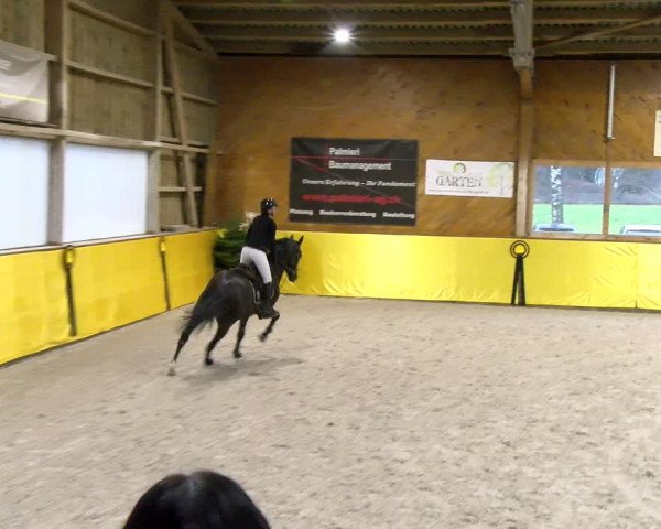 Reitturnier Dielsdorf 2024