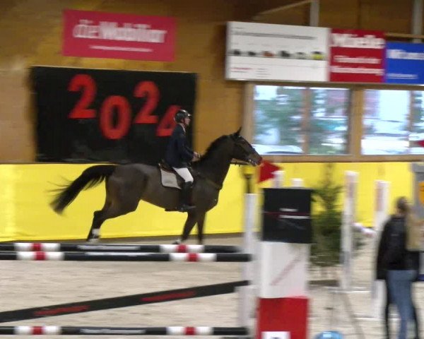 Reitturnier Dielsdorf 2024