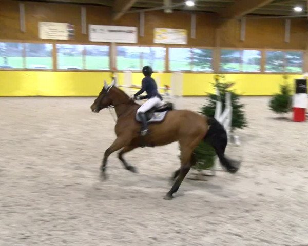 Reitturnier Dielsdorf 2024