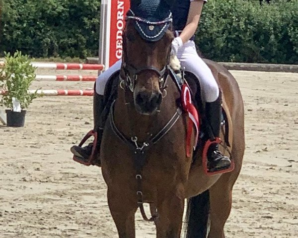 Deckhengst Der Fürst (Deutsches Reitpony, 2006, von Der feine Lord AT) Deckhengst Der Fürst (Deutsches Reitpony, 2006, von Der feine Lord AT)