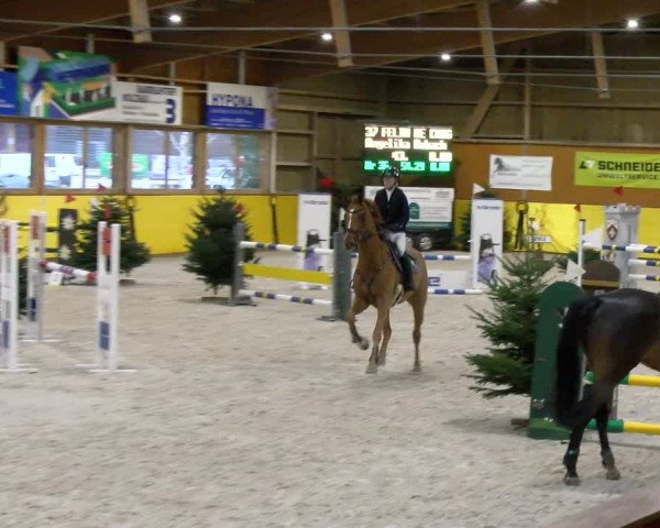 Reitturnier Dielsdorf 2024