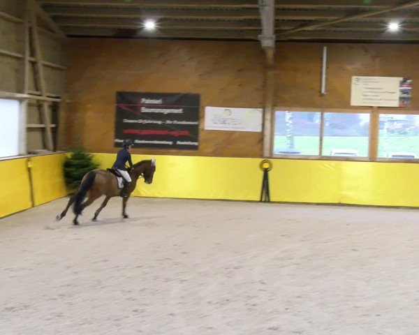 Reitturnier Dielsdorf 2024