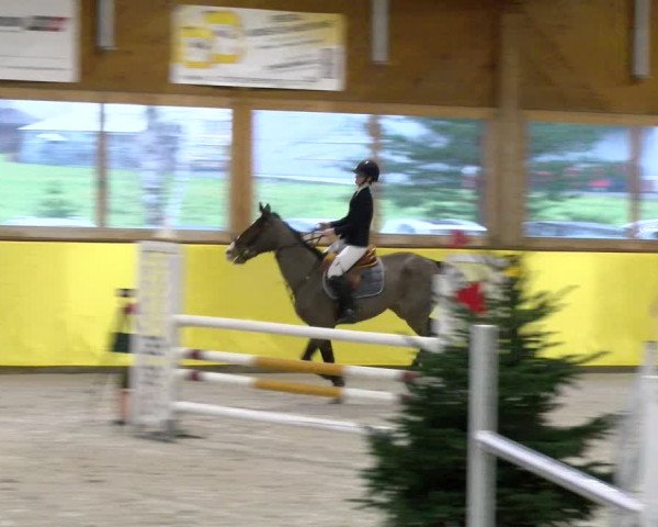 Reitturnier Dielsdorf 2024