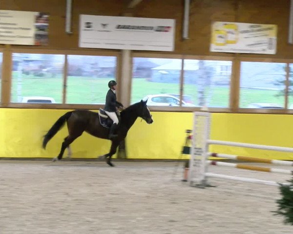 Reitturnier Dielsdorf 2024