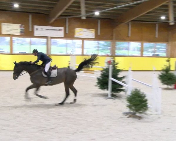 Reitturnier Dielsdorf 2024