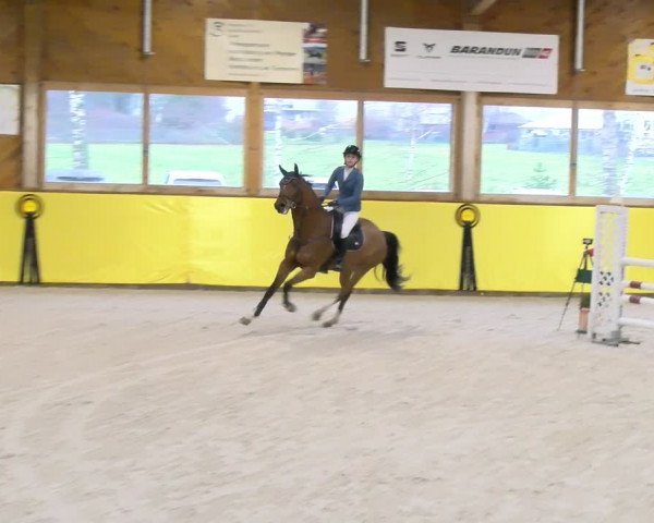 Reitturnier Dielsdorf 2024