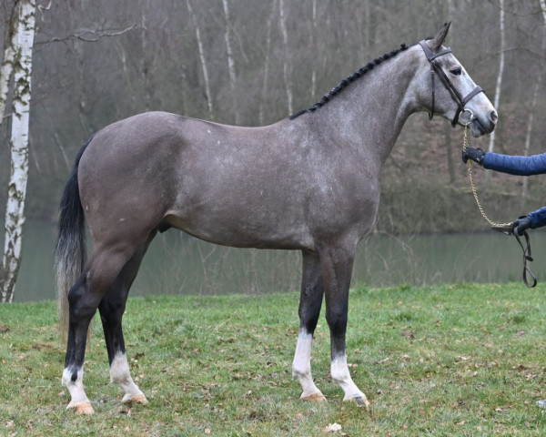 Pferd Emporio STG Z (Zangersheide Reitpferd, 2018, von Ermitage Kalone)